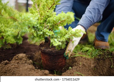 Man Planting Juniper Plants In The Yard. Seasonal Works In The Garden. Landscape Design. Ornamental Shrub Juniper.