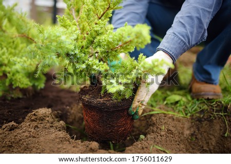 Man planting juniper plants in the yard. Seasonal works in the garden. Landscape design. Ornamental shrub juniper.