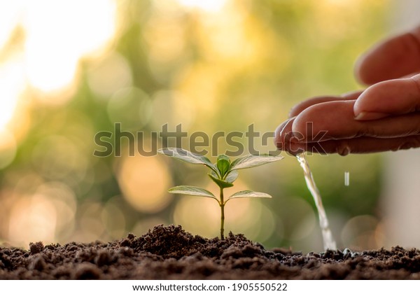 Man planting seeds and watering\
small plants on green background world environment day\
concept.