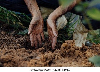 Man Planting In Soil With Dirty Hands Close Up Capture Of Gardening Hands