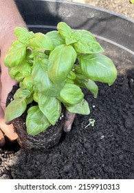 A Man Planting A Sweet Basil Plant In A Hole In The Dirt. The Herb Is Being Planted In A Large Planter Outside.