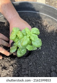 A Man Planting A Sweet Basil Plant In A Hole In The Dirt. The Herb Is Being Planted In A Large Planter Outside.