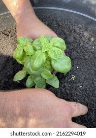 A Man Planting A Sweet Basil Plant In A Hole In The Dirt. The Herb Is Being Planted In A Large Planter Outside.