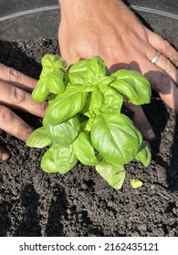 A Man Planting A Sweet Basil Plant In A Hole In The Dirt. The Herb Is Being Planted In A Large Planter Outside.