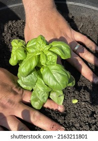 A Man Planting A Sweet Basil Plant In A Hole In The Dirt. The Herb Is Being Planted In A Large Planter Outside.