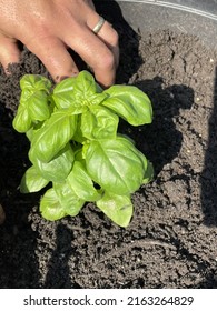 A Man Planting A Sweet Basil Plant In A Hole In The Dirt. The Herb Is Being Planted In A Large Planter Outside.