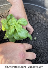 A Man Planting A Sweet Basil Plant In A Hole In The Dirt. The Herb Is Being Planted In A Large Planter Outside.