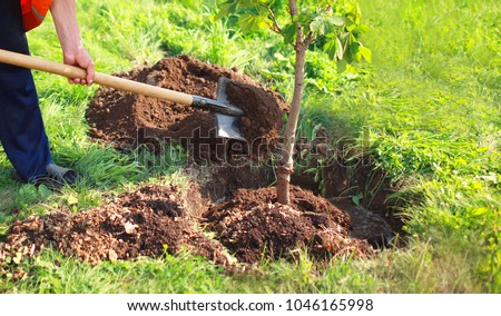 Man plants a small tree, hands holds shovel digs the ground, nature, environment and ecology concept
