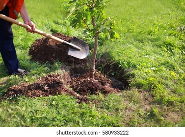 Man plants tree  hands and shovel digs the ground  nature  environment   ecology concept