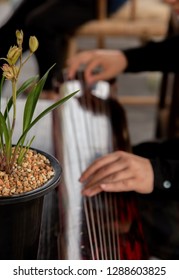 The Man Is Playing The Guqin