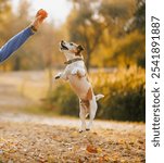 A man plays fetch with a small dog in a park in autumn. The dog happily jumps to catch the ball thrown by the man. in an autumn park