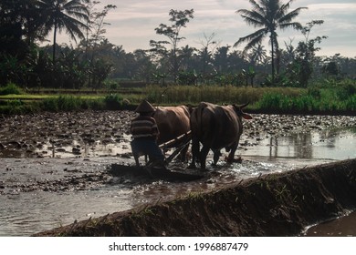 Membajak Sawah Images Stock Photos Vectors Shutterstock