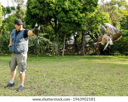 Man practicing falconry with The black-chested buzzard-eagle (Geranoaetus melanoleucus) . SELECTIVE FOCUS IN EAGLE