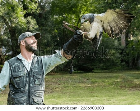 Man practicing falconry with The black-chested buzzard-eagle (Geranoaetus melanoleucus) . SELECTIVE FOCUS IN EAGLE