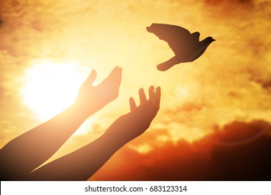 Man Praying And Free Bird Enjoying Nature On Sunset, Human Raising Hands. Worship Christian Religion. Silhouette Pigeon Flying Out Of Two Hand And Freedom Concept And International Day Of Peace.