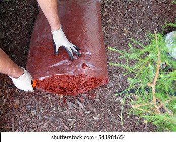 A Man Prepares To Mulch A Flower Garden To Conserve Moisture, Control Weeds, And Insulate Plants. Wearing Gloves, He's Opening A Bag Of Cypress Mulch.