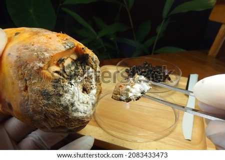 A man was preparing to place a rotting papaya fruit piece on a test plate. It's a fungal infection caused by Phytophthora, which causes fruit to rot, turn pale, and wither. [[stock_photo]] © 