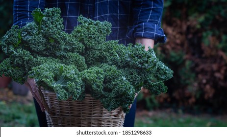 Man presenting basket with fresh kale outside on garden background, winter saeson green Superfoods