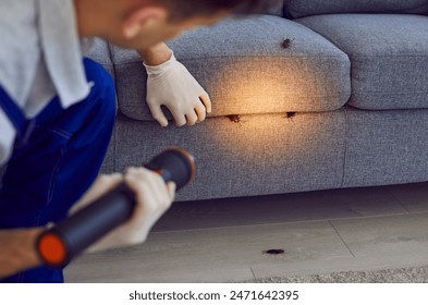 Man, professional pest control worker examining a sofa in the living room with a flashlight, uncovering cockroaches. Thorough inspections help maintain a insect-free domestic surroundings. - Powered by Shutterstock