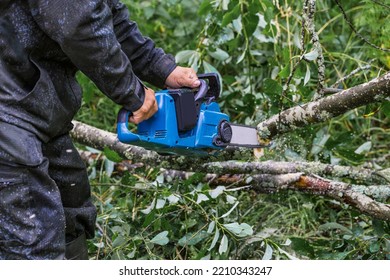 A man in protective overalls saws branches from a fallen tree in a pine forest with a chainsaw. The process of sawing fallen trees after a hurricane.  A man saws a tree with a chainsaw.  - Powered by Shutterstock