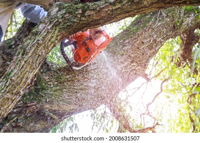 Man Pruning Tree Branches Work In The City Utilities After A Hurricane Storm Damage Trees After A Storm