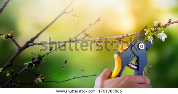 Man pruning tree with clippers. Cutting fruit\
trees branches in spring garden.\
