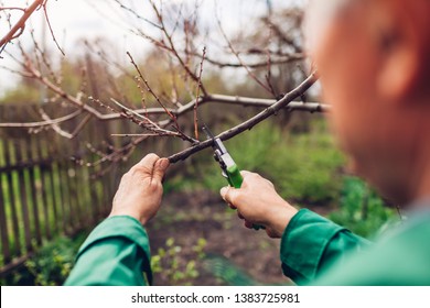 Man pruning tree with clippers. Male farmer cuts branches in spring garden with pruning shears or secateurs - Powered by Shutterstock