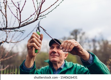 Man pruning tree with clippers. Male farmer cuts branches in autumn garden with pruning shears or secateurs - Powered by Shutterstock