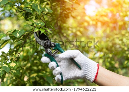 Man pruning tree with clippers. One gloved male farmer hand prunes and cuts branches of a tree in the garden.