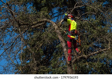 Man pruning tree tops using a saw. Lumberjack wearing protection gear and sawing branches after storm in the city. High risk job