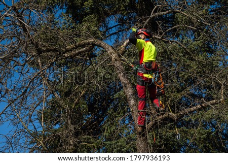 Man pruning tree tops using a saw. Lumberjack wearing protection gear and sawing branches after storm in the city. High risk job