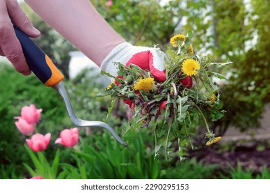 A man  is pulling  dandelion, weeds out from the grass loan otside. - Shutterstock ID 2290295153
