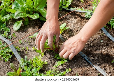 A man pulls and removes weeds from around a chard plant in the garden.
