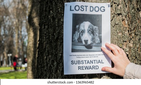 Man Puts Up An Announcement About The Loss Of A Pet