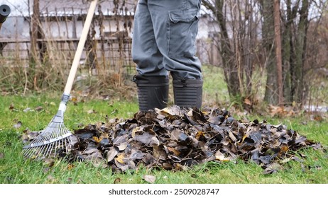 A man rakes dry fallen leaves from the ground into a wheelbarrow. Cleaning the lawn. Autumn gardening. Preparing the garden for winter. High quality photo. - Powered by Shutterstock