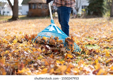 Man Raking Leaves Backyard On Fall Stock Photo 1550247953 