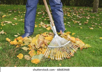 Man Raking Leaves In The Garden