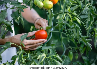 man reaping red, fresh tomatoes - Shutterstock ID 2189328377