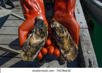 man with red gloves holding fresh oysters