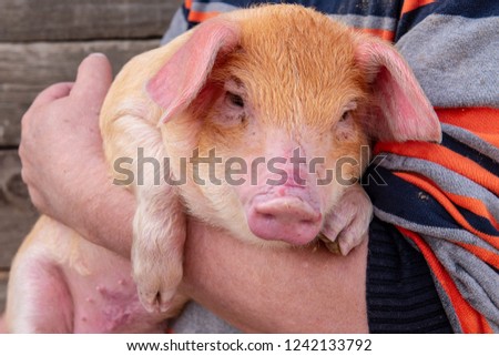 Similar – Image, Stock Photo Piglet in happiness Nature