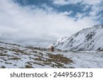 Man in red jacket with big backpack walks through grassy rocky pass covered snow. Backpacker goes on freshly fallen snow in high mountains in changeable weather. Snow covered stony hill with grass.