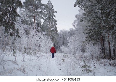 The man in the red jacket in the winter forest. The tall pines covered with snow.