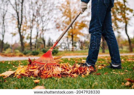 A man with a red rake picks up leaves in the backyard. Autumn landscape. Golden autumn. Cold season