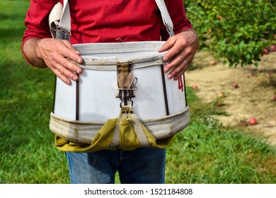 Man In A Red Shirt And Jeans Picking Apples Wearing A White Apple Picking Bag Standing In Apple Orchard Green Background