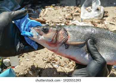 Man Remove Plastic From Sea Bass Fish Mouth Dead Eating Disposal Glove Trash,plastic Pollution