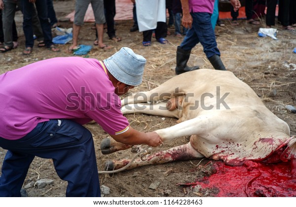 man-remove-rope-dead-cow-600w-1164228463.jpg