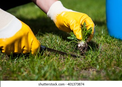 Man removes weeds from the lawn / cutting out weeds
				
				