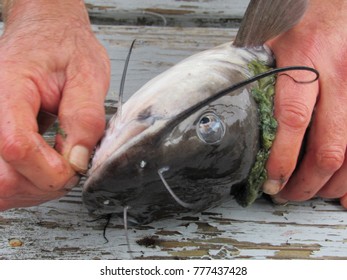 Man removing hook from catfish