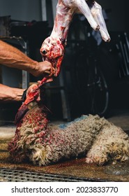 Man Removing The   Lamb Skin, Slaughter Process