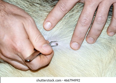 Man Removing Tick From Dog With Tweezers